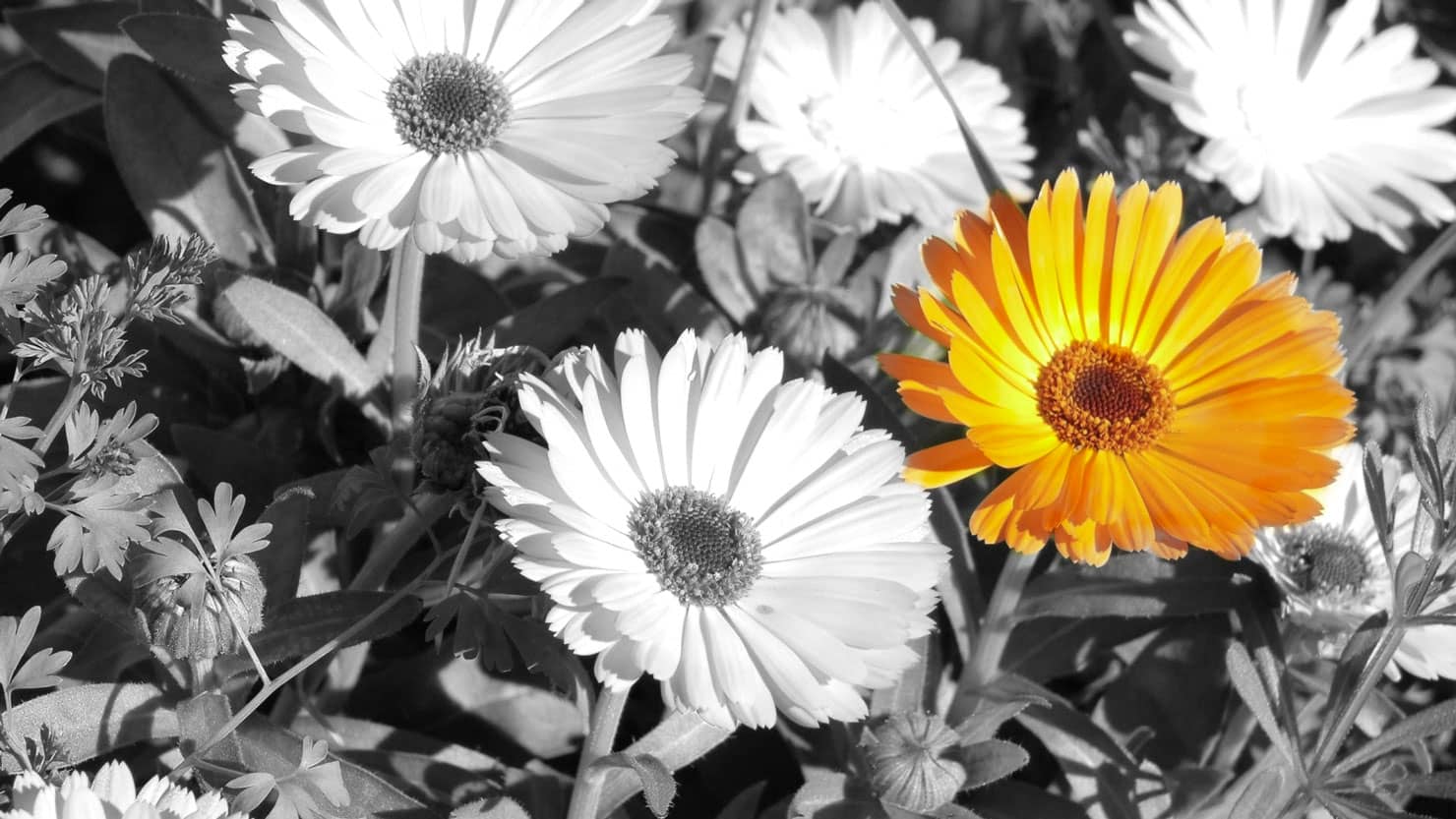 cosmetici-naturali-calendula-bw